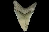 Serrated, Fossil Megalodon Tooth - Georgia #84148-2